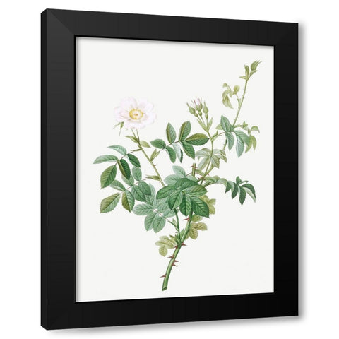 White Downy Rose, Cottony Rose, Rosa tomentosa Black Modern Wood Framed Art Print by Redoute, Pierre Joseph
