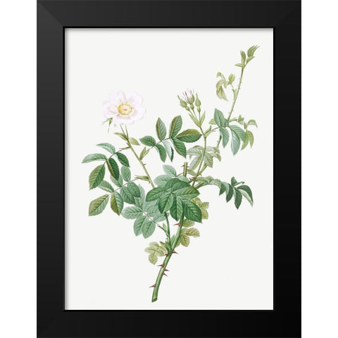 White Downy Rose, Cottony Rose, Rosa tomentosa Black Modern Wood Framed Art Print by Redoute, Pierre Joseph