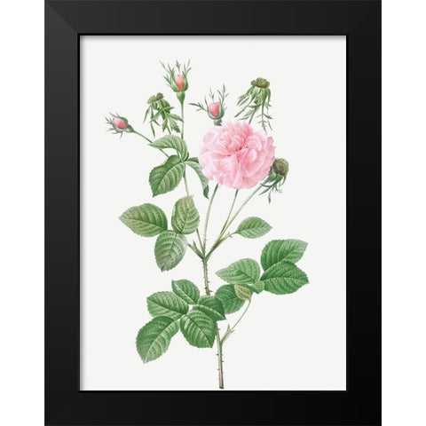 Pink Agatha, Rosa gallica Agatha incarnata Black Modern Wood Framed Art Print by Redoute, Pierre Joseph