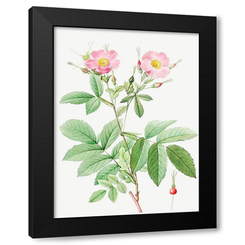 Alpine Rose, Alpine Rose with Penduncle and Glaborous Calyx Black Modern Wood Framed Art Print with Double Matting by Redoute, Pierre Joseph