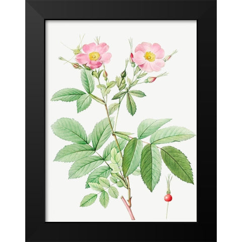 Alpine Rose, Alpine Rose with Penduncle and Glaborous Calyx Black Modern Wood Framed Art Print by Redoute, Pierre Joseph