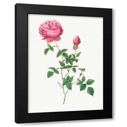 Autumn China Rose, Autumn Bengal, Rosa indica automnalis Black Modern Wood Framed Art Print with Double Matting by Redoute, Pierre Joseph