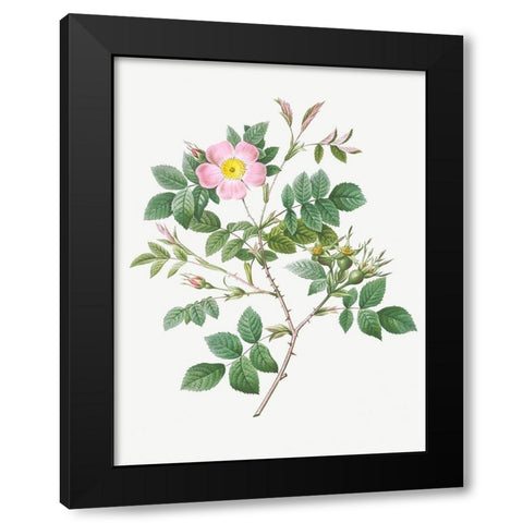 Malmedy Rose, Rosa Malmundariensis Black Modern Wood Framed Art Print by Redoute, Pierre Joseph
