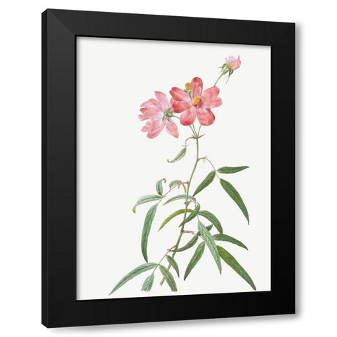 Peach Leafed Rose, Rosa longifolia Black Modern Wood Framed Art Print by Redoute, Pierre Joseph