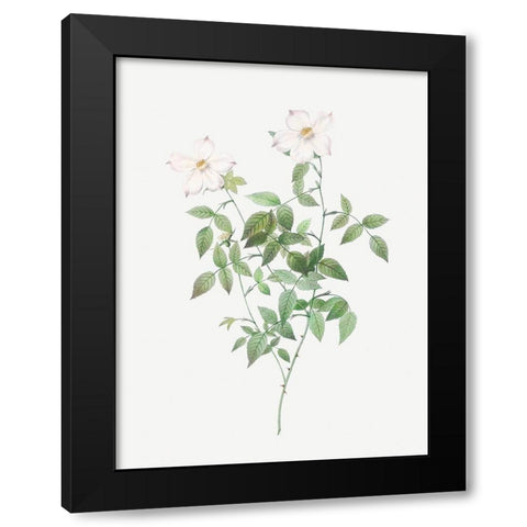 Rosa indica acuminata, Rosebush with Sharp Petals Black Modern Wood Framed Art Print by Redoute, Pierre Joseph