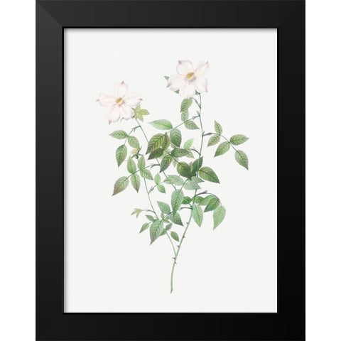 Rosa indica acuminata, Rosebush with Sharp Petals Black Modern Wood Framed Art Print by Redoute, Pierre Joseph