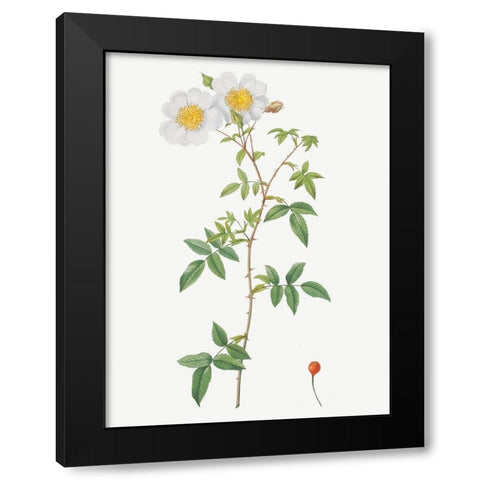 Rosa sempervirens, Climbing Rose with Globose Fruit Black Modern Wood Framed Art Print with Double Matting by Redoute, Pierre Joseph