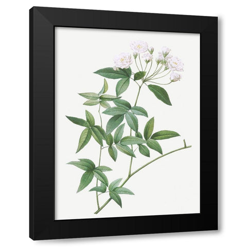 Lady Banks rose, Rosa banksiae Black Modern Wood Framed Art Print with Double Matting by Redoute, Pierre Joseph