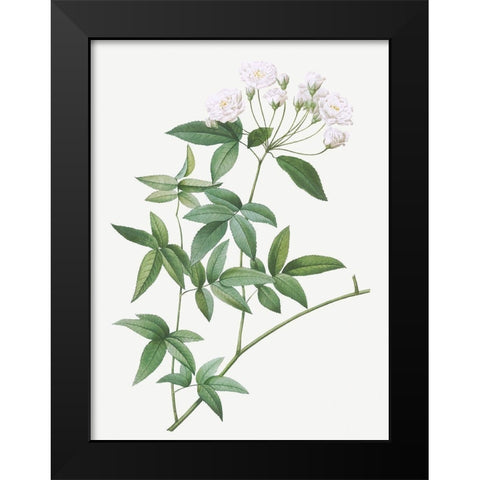 Lady Banks rose, Rosa banksiae Black Modern Wood Framed Art Print by Redoute, Pierre Joseph