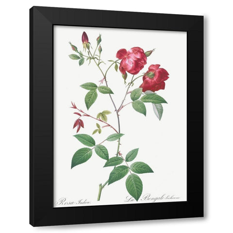 Velvet China Rose, Rosa indica Black Modern Wood Framed Art Print by Redoute, Pierre Joseph