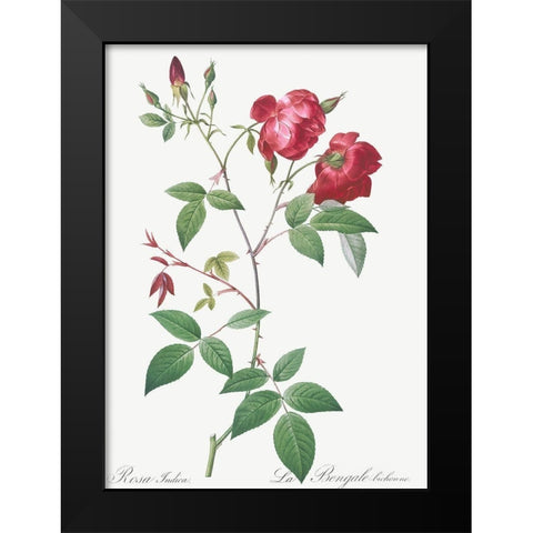 Velvet China Rose, Rosa indica Black Modern Wood Framed Art Print by Redoute, Pierre Joseph