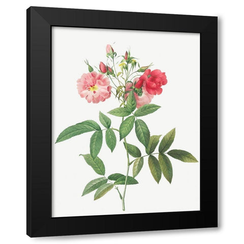 Subcorymbose Hudson Rose, Rosa Hudsoniana Subcorymbosa Black Modern Wood Framed Art Print by Redoute, Pierre Joseph