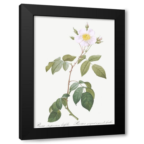 Big Leaved Climbing Rose, Rosa sempervirens latifolia Black Modern Wood Framed Art Print by Redoute, Pierre Joseph