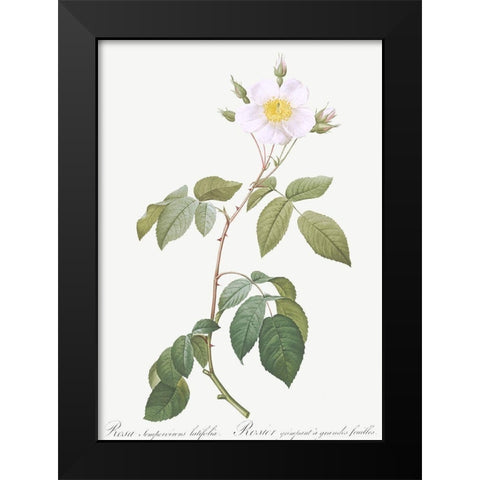 Big Leaved Climbing Rose, Rosa sempervirens latifolia Black Modern Wood Framed Art Print by Redoute, Pierre Joseph