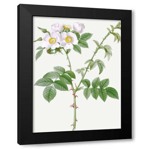 White Flowered Rose, Rosa leucantha Black Modern Wood Framed Art Print with Double Matting by Redoute, Pierre Joseph