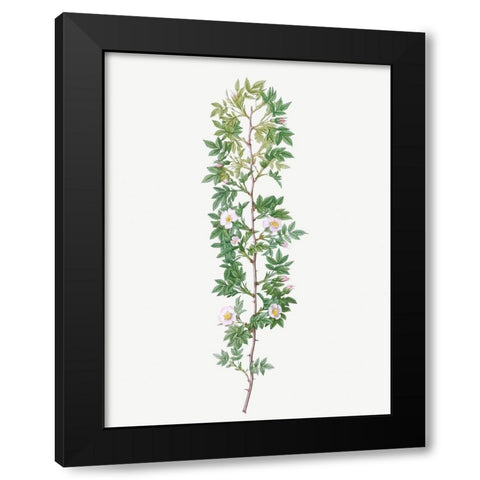 Cuspidate Rose, Rosa aciphylla Black Modern Wood Framed Art Print with Double Matting by Redoute, Pierre Joseph