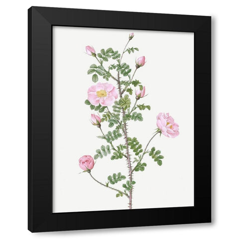Double Pink Scotch Briar, Red Pimple Rose, Rosa pimpinellifolia rubra Black Modern Wood Framed Art Print with Double Matting by Redoute, Pierre Joseph