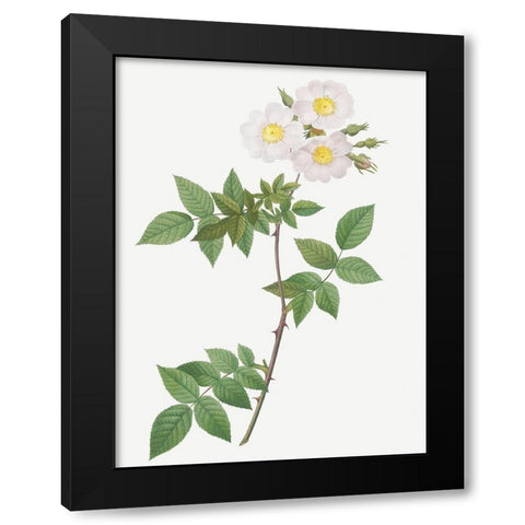 Rosa Collina, Rosa Collina fastigiata Black Modern Wood Framed Art Print by Redoute, Pierre Joseph