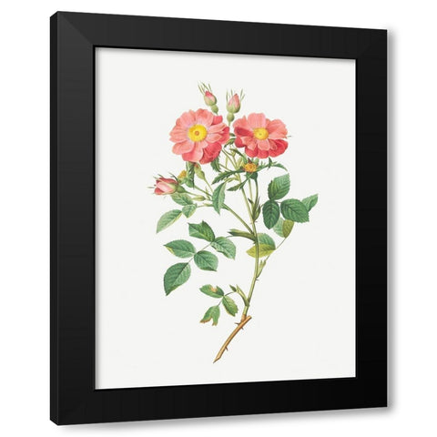 Queen Elizabeths Sweetbriar, Rosehip of Queen Elizabeth, Rosa rubiginosa zabeth Black Modern Wood Framed Art Print by Redoute, Pierre Joseph
