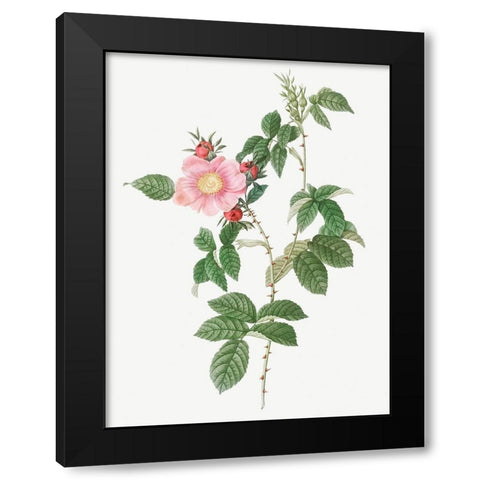 Dog Rose, Big Flowered Dog Rose, Rosa canina grandiflora Black Modern Wood Framed Art Print with Double Matting by Redoute, Pierre Joseph