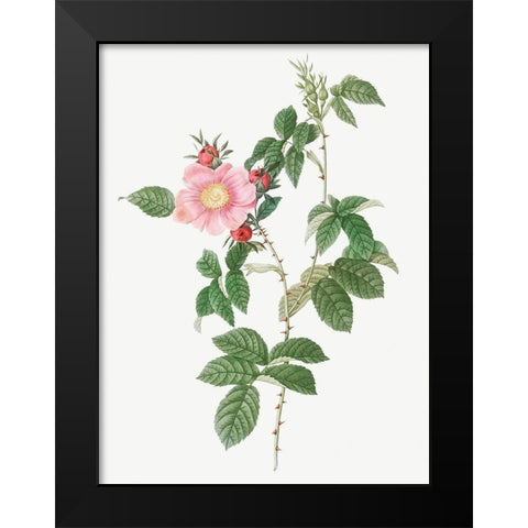Dog Rose, Big Flowered Dog Rose, Rosa canina grandiflora Black Modern Wood Framed Art Print by Redoute, Pierre Joseph