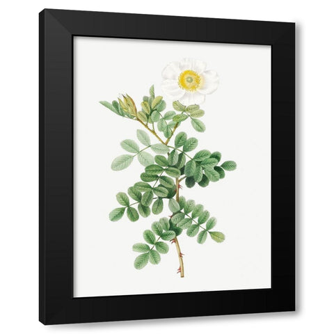 Macartney Rose, Rosa bracteata Black Modern Wood Framed Art Print by Redoute, Pierre Joseph