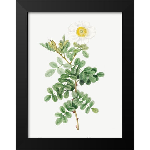 Macartney Rose, Rosa bracteata Black Modern Wood Framed Art Print by Redoute, Pierre Joseph