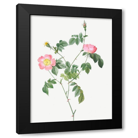 Austrian Briar, Rosa foetida Black Modern Wood Framed Art Print with Double Matting by Redoute, Pierre Joseph