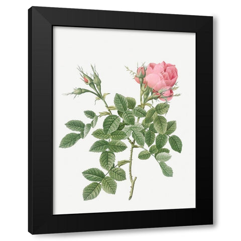Dwarf Four Seasons Rose, Rosa bifera pumila Black Modern Wood Framed Art Print with Double Matting by Redoute, Pierre Joseph
