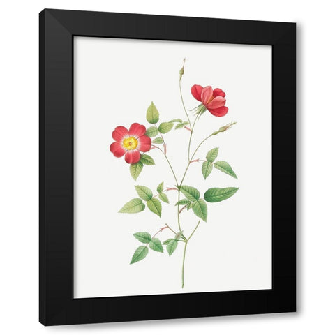 Rose Indica Stelligera, Bengal Star, Rosa indica stelligera Black Modern Wood Framed Art Print by Redoute, Pierre Joseph