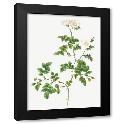 White Sweetbriar, Wild Rose of Valiant, Rosa rubignosa vaillantiana Black Modern Wood Framed Art Print with Double Matting by Redoute, Pierre Joseph