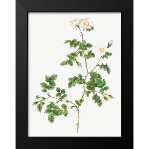 White Sweetbriar, Wild Rose of Valiant, Rosa rubignosa vaillantiana Black Modern Wood Framed Art Print by Redoute, Pierre Joseph