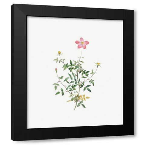 Single Dwarf China Rose, Rosa indica pumila, flore simplici Black Modern Wood Framed Art Print by Redoute, Pierre Joseph