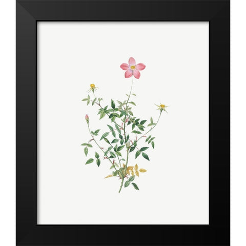 Single Dwarf China Rose, Rosa indica pumila, flore simplici Black Modern Wood Framed Art Print by Redoute, Pierre Joseph