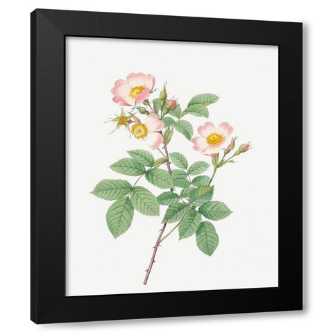 Short Styled Field Rose, Rose Bush with Erect Stems, Rosa stylosa Black Modern Wood Framed Art Print with Double Matting by Redoute, Pierre Joseph