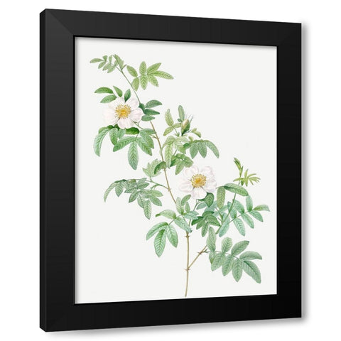 Clinophylla,  Rose Leaved Leaves Black Modern Wood Framed Art Print by Redoute, Pierre Joseph
