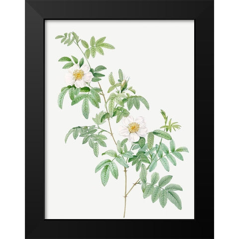 Clinophylla,  Rose Leaved Leaves Black Modern Wood Framed Art Print by Redoute, Pierre Joseph