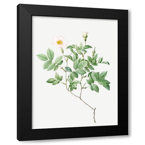 Farinose Rose, Flowery Rosebush, Rosa farinosa Black Modern Wood Framed Art Print by Redoute, Pierre Joseph