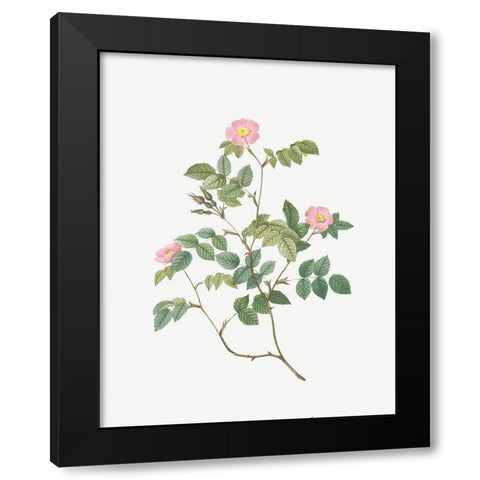 Eglantine, Wild Rosehips, Rosa rubiginosa nemoralis Black Modern Wood Framed Art Print with Double Matting by Redoute, Pierre Joseph