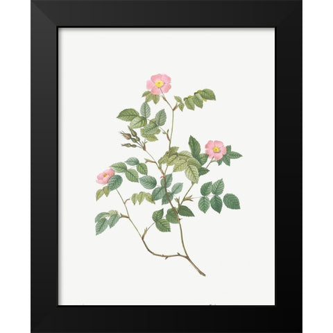 Eglantine, Wild Rosehips, Rosa rubiginosa nemoralis Black Modern Wood Framed Art Print by Redoute, Pierre Joseph