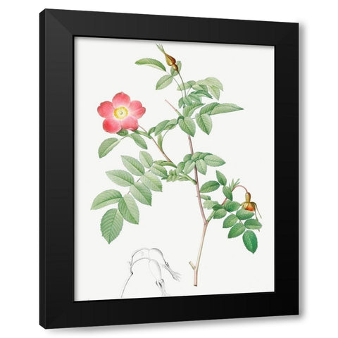 Alpine Rose, Rose of the Alps with Hanging Fruits, Rosa pendulina Black Modern Wood Framed Art Print by Redoute, Pierre Joseph