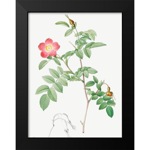 Alpine Rose, Rose of the Alps with Hanging Fruits, Rosa pendulina Black Modern Wood Framed Art Print by Redoute, Pierre Joseph