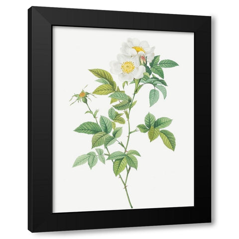 Anjou Rose, Rosa andegavensis Black Modern Wood Framed Art Print with Double Matting by Redoute, Pierre Joseph