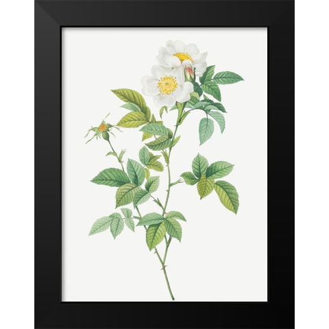 Anjou Rose, Rosa andegavensis Black Modern Wood Framed Art Print by Redoute, Pierre Joseph