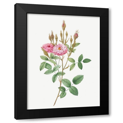 Mossy Pompon, Sparkling Pompon, Rosa pomponiana muscosa Black Modern Wood Framed Art Print with Double Matting by Redoute, Pierre Joseph