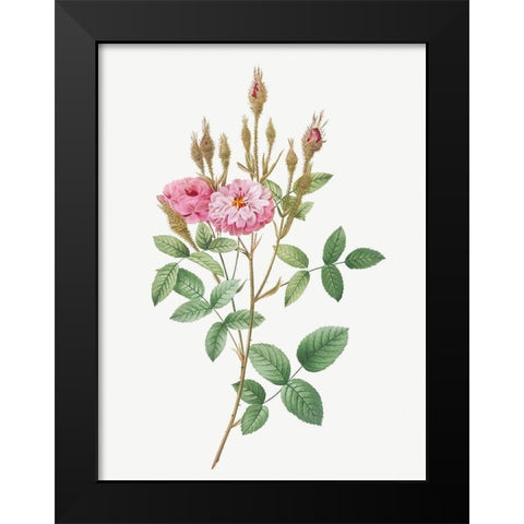 Mossy Pompon, Sparkling Pompon, Rosa pomponiana muscosa Black Modern Wood Framed Art Print by Redoute, Pierre Joseph