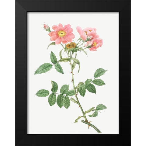Rose of Lady Monson, Rosa collina monsoniana Black Modern Wood Framed Art Print by Redoute, Pierre Joseph