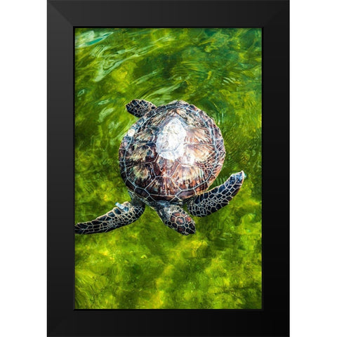 Green Sea Turtle Black Modern Wood Framed Art Print by NASA