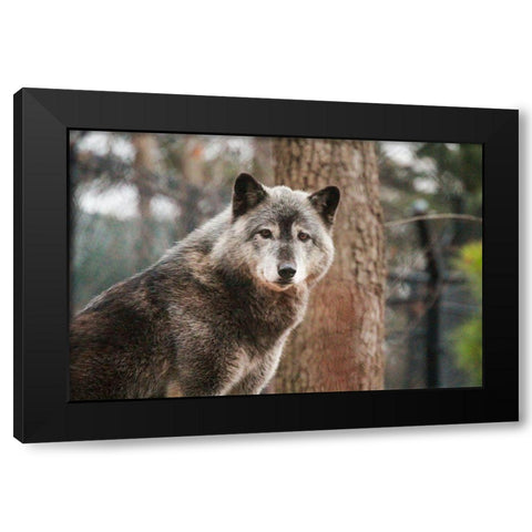 Gray Wolf Black Modern Wood Framed Art Print by Steff, Brittany