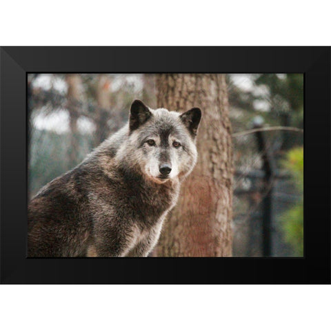 Gray Wolf Black Modern Wood Framed Art Print by Steff, Brittany